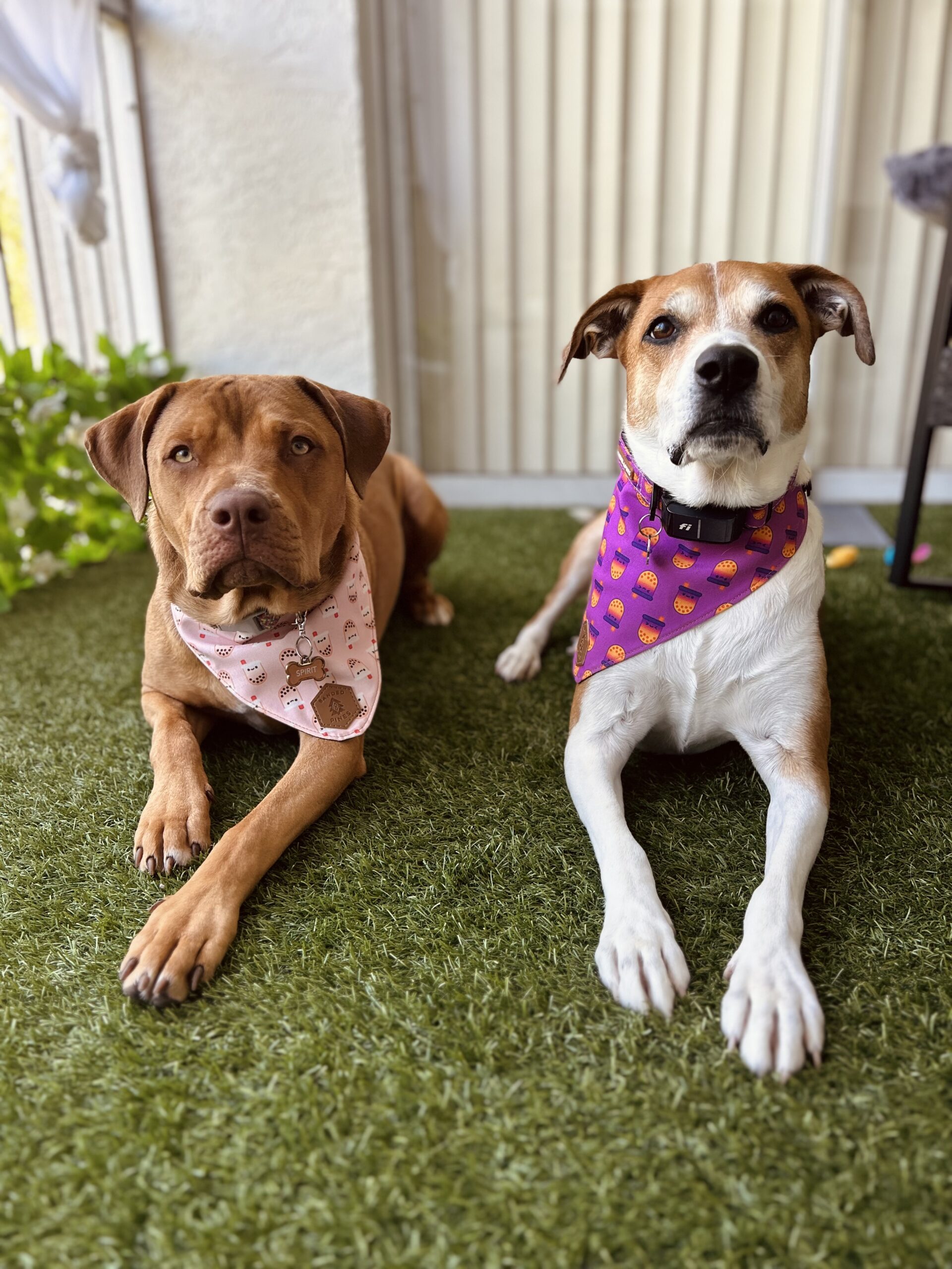 Two well-groomed dogs relaxing on artificial grass, wearing stylish bandanas: one pink with cute designs and the other purple with burger prints. Showcasing a calm and comfortable pet care environment, perfect for pet sitting, dog boarding, and drop-in visits.